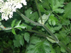 Heracleum sphondylium sphondylium