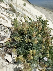 Onosma polyphylla