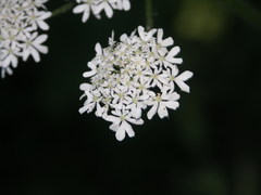Heracleum sphondylium sphondylium