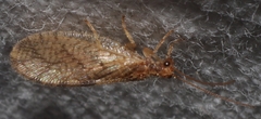 Micromus angulatus