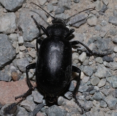 Calosoma maderae