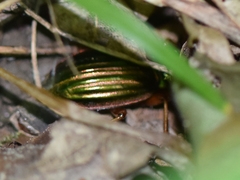 Carabus auratus