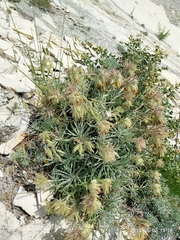 Onosma polyphylla