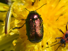 Cryptocephalus sericeus