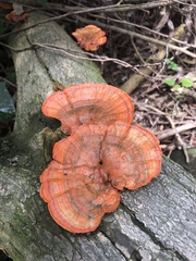 Fungi