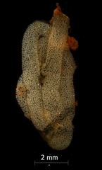 Okenia pellucida