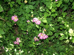 Rosa gallica