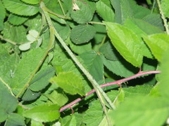 Rosa gallica