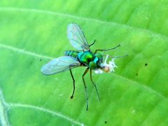 Dolichopodidae