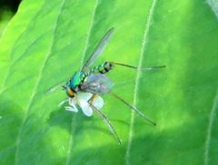 Dolichopodidae