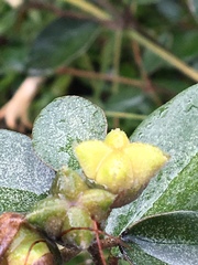 Elaeagnaceae
