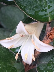 Elaeagnaceae