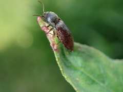 Agriotes obscurus