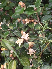 Elaeagnaceae