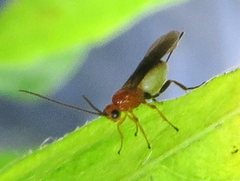 Braconidae
