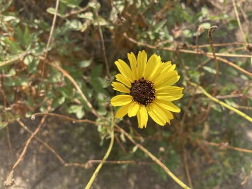 iNaturalist observation photo of California brittlebush