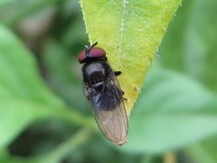 Insecta