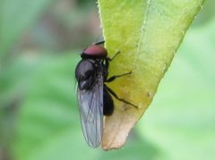 Insecta