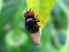 Insecta