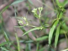 Valerianella dentata