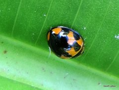 Coelophora inaequalis