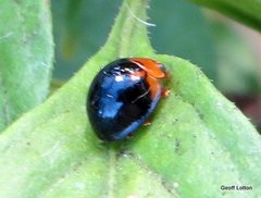 Chilocorus malasiae