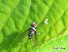 Diptera