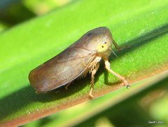 Hemiptera