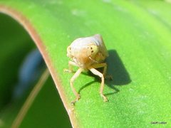 Hemiptera