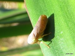 Hemiptera