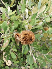 Chrysolepis sempervirens