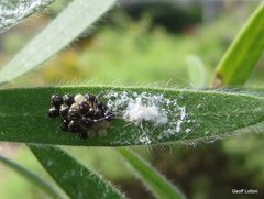 Insecta