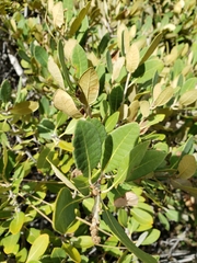 Chrysolepis sempervirens