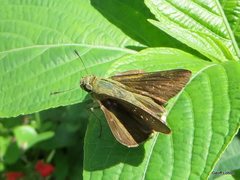 Hesperiidae