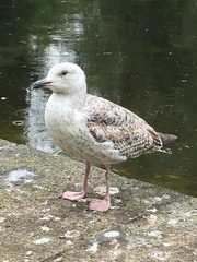 Larus argentatus