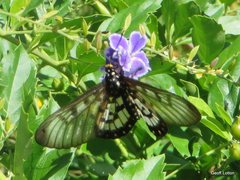 Acraea andromacha