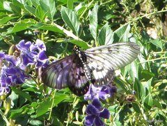 Acraea andromacha