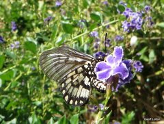 Acraea andromacha