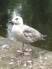 Larus argentatus
