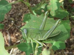 Valanga irregularis