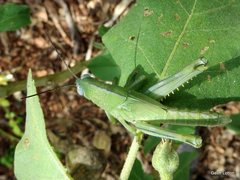 Valanga irregularis
