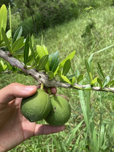 Crescentia linearifolia