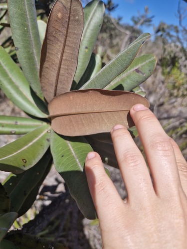 Vochysia discolor (Vochysia discolor)