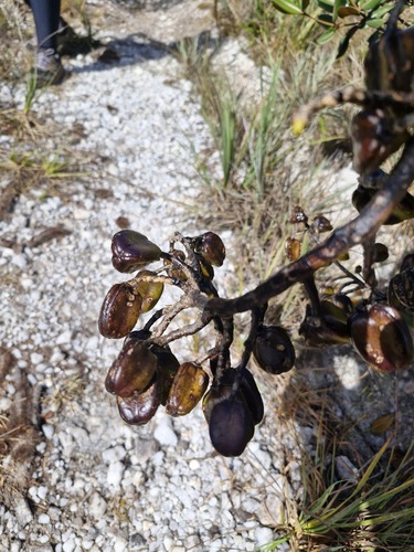 Vochysia discolor (Vochysia discolor)