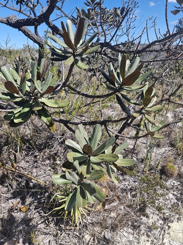 Vochysia discolor (Vochysia discolor)