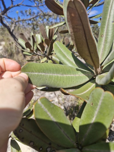 Vochysia discolor (Vochysia discolor)