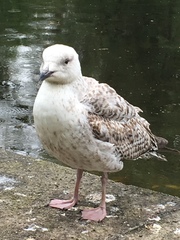 Larus argentatus