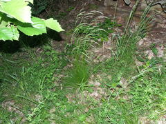 Festuca heterophylla