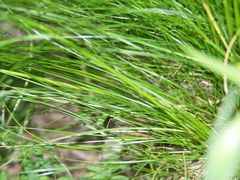 Festuca heterophylla