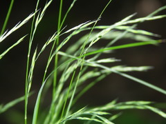 Festuca heterophylla